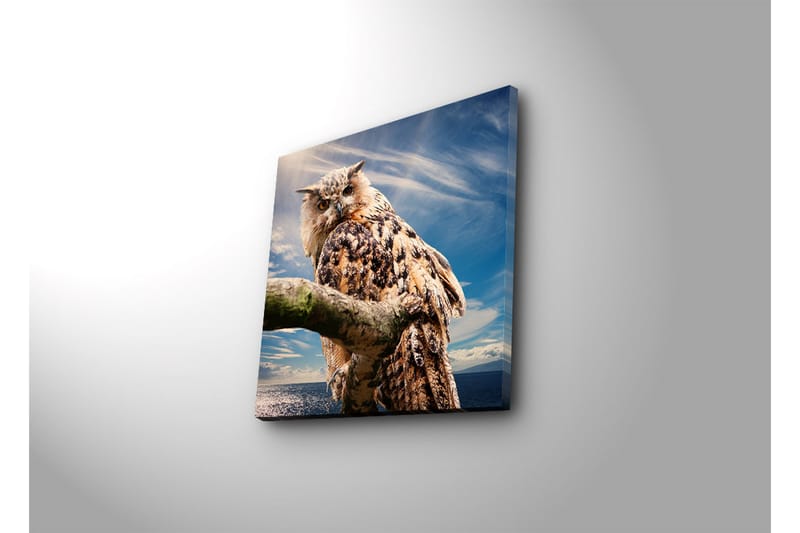 Canvas-taulu LED-valaistuksella 40x40 cm - Pöllö oksalla dramaattisen taivaan taustalla - Ruskea / Sininen / Valkoinen - Sisustustuotteet - Taulu & taide - Canvas-taulu