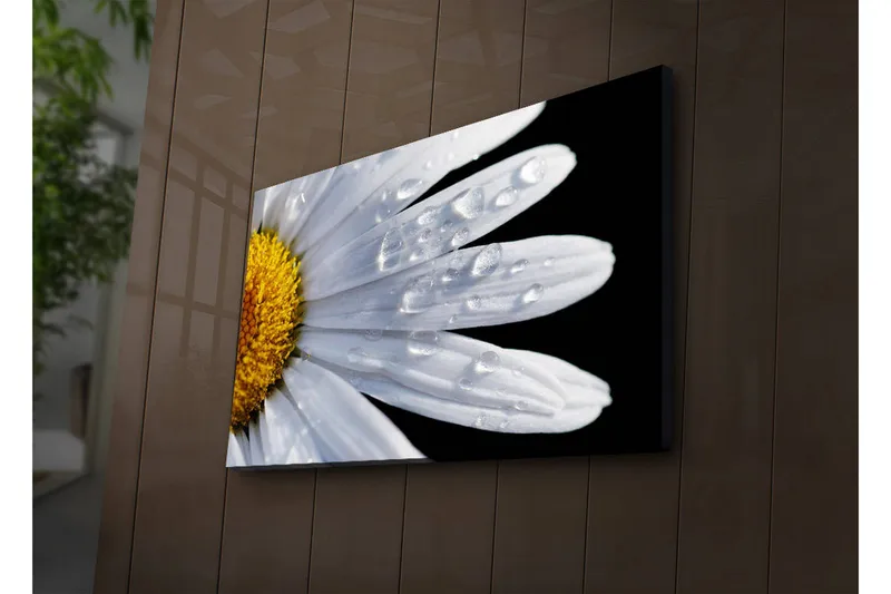 Canvas-taulu LED-valaistuksella 45x70 cm - Lähikuva päivänkakkarasta, jonka lehdillä on vesipisaroita, Valkoinen / Keltainen