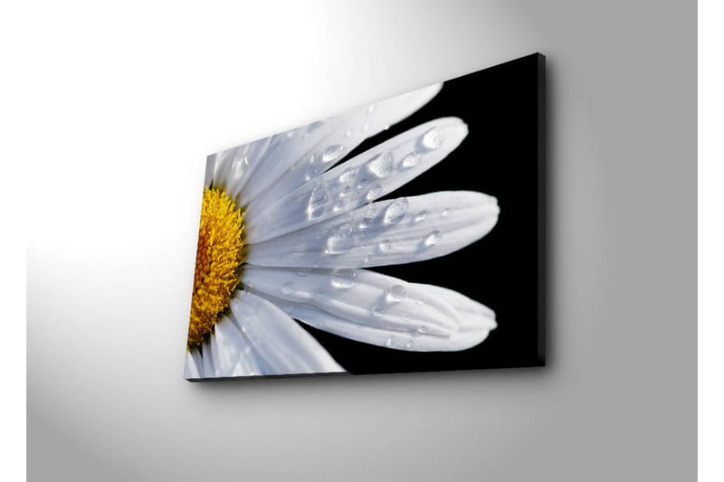 Canvas-taulu LED-valaistuksella 45x70 cm - Lähikuva päivänkakkarasta, jonka lehdillä on vesipisaroita - Valkoinen / Keltainen - Sisustustuotteet - Taulu & taide - Canvas-taulu