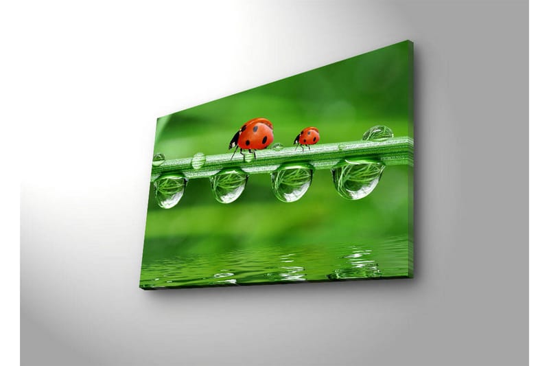 Canvas-taulu LED-valaistuksella 45x70 cm - Leppäkertut vihreällä ruoholinjalla vesipisaroiden kanssa - Vihreä / Punainen / Läpinäkyvä - Sisustustuotteet - Taulu & taide - Canvas-taulu
