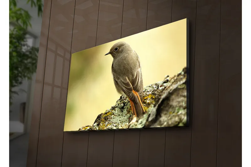 Canvas-taulu LED-valaistuksella 45x70 cm - Lintu istuu kivellä pehmeällä taustalla, Harmaa / Oranssi / Beige