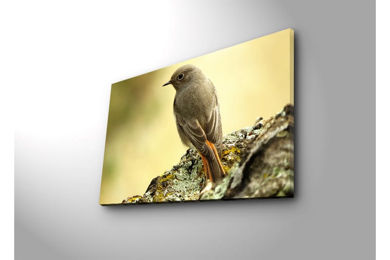 Canvas-taulu LED-valaistuksella 45x70 cm - Lintu istuu kivellä pehmeällä taustalla - Harmaa / Oranssi / Beige - Sisustustuotteet - Taulu & taide - Canvas-taulu