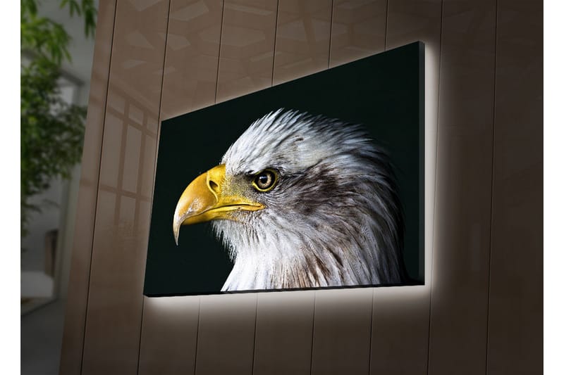 Canvas-taulu LED-valaistuksella 45x70 cm - Upea kotka intensiivisellä katseella - Valkoinen / Keltainen / Musta - Sisustustuotteet - Taulu & taide - Canvas-taulu