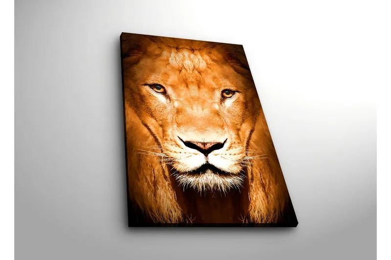 Canvas-taulu LED-valaistuksella 70x45 cm - Majesteettinen leijonanpää intensiivisillä silmillä - Kulta / Ruskea / Musta - Sisustustuotteet - Taulu & taide - Canvas-taulu