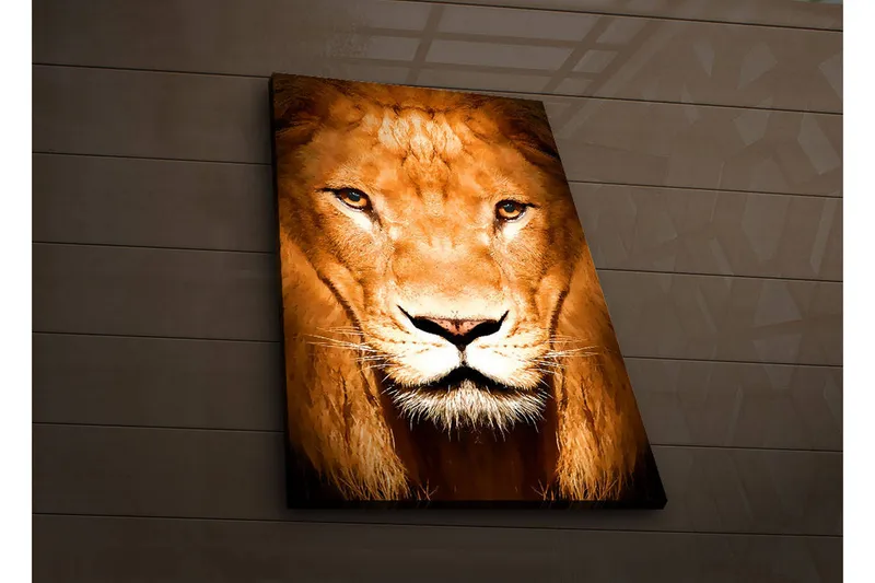 Canvas-taulu LED-valaistuksella 70x45 cm - Majesteettinen leijonanpää intensiivisillä silmillä, Kulta / Ruskea / Musta