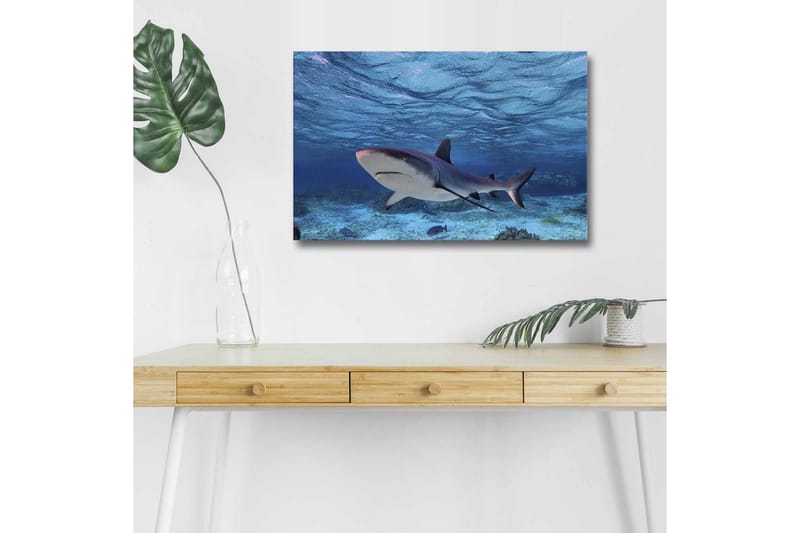 Canvas-taulu LED-valaistuksella - Hai ui kirkkaan sinisessä vedessä, Sininen / Harmaa / Valkoinen