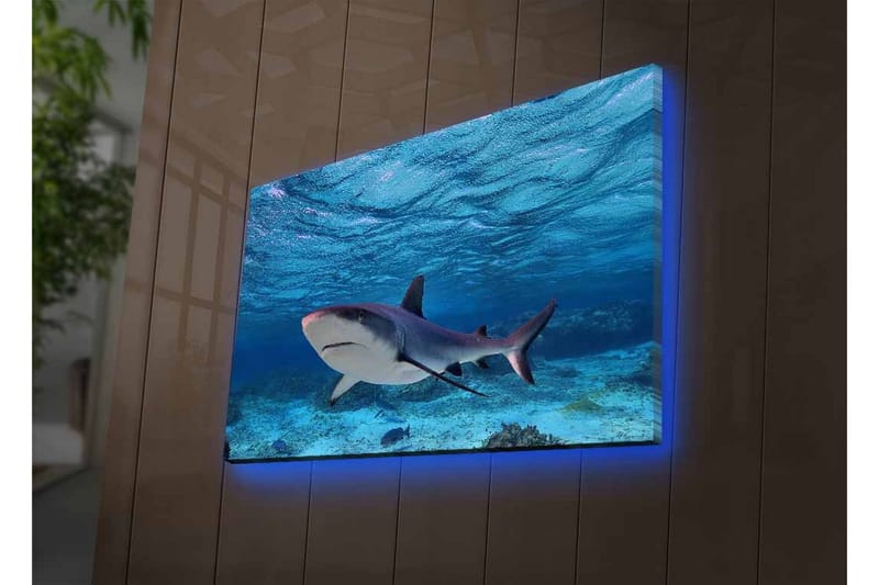 Canvas-taulu LED-valaistuksella - Hai ui kirkkaan sinisessä vedessä - Sininen / Harmaa / Valkoinen - Sisustustuotteet - Taulu & taide - Canvas-taulu