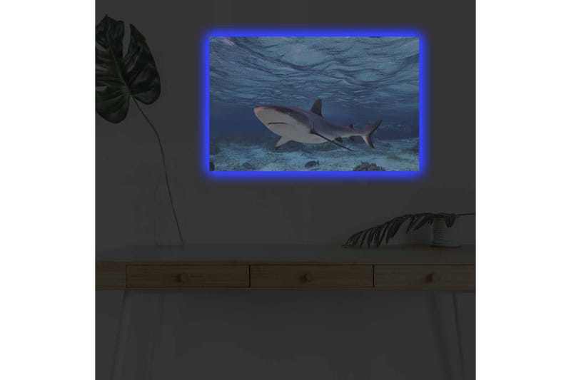 Canvas-taulu LED-valaistuksella - Hai ui kirkkaan sinisessä vedessä - Sininen / Harmaa / Valkoinen - Sisustustuotteet - Taulu & taide - Canvas-taulu