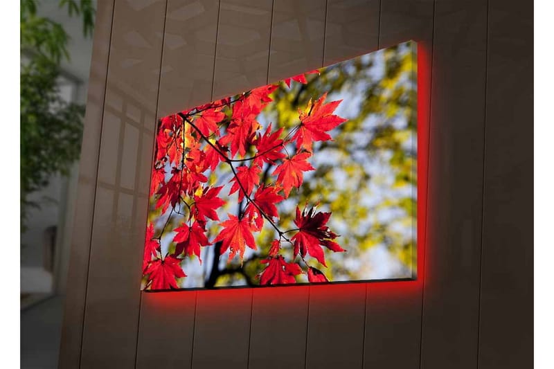 Canvas-taulu LED-valaistuksella - Kirkkaanpunaiset vaahteranlehdet roikkuvat oksalla - Punainen / Vihreä - Sisustustuotteet - Taulu & taide - Canvas-taulu