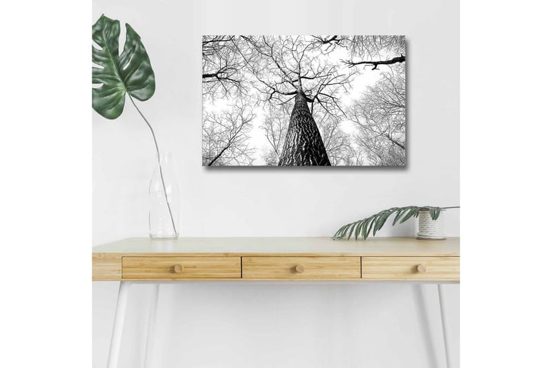 Canvas-taulu LED-valaistuksella - Korkealta päin kuvattu mänty, jonka oksat kurottavat kohti taivasta - Musta / Valkoinen - Sisustustuotteet - Taulu & taide - Canvas-taulu