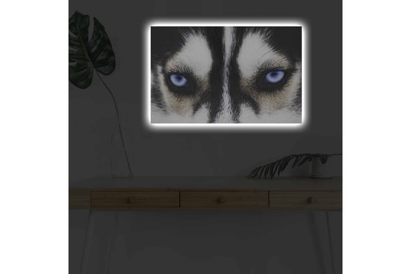 Canvas-taulu LED-valaistuksella - Lähikuva koirasta, jolla on voimakkaan siniset silmät - Musta / Valkoinen / Sininen - Sisustustuotteet - Taulu & taide - Canvas-taulu