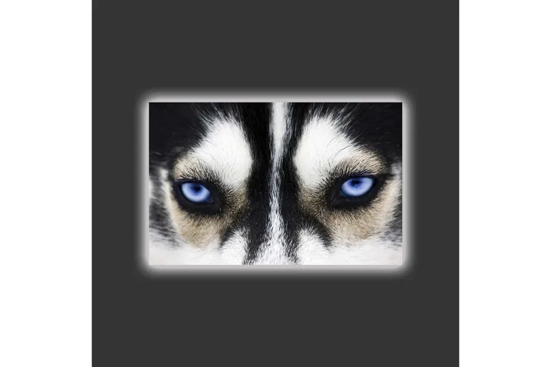 Canvas-taulu LED-valaistuksella - Lähikuva koirasta, jolla on voimakkaan siniset silmät - Musta / Valkoinen / Sininen - Sisustustuotteet - Taulu & taide - Canvas-taulu