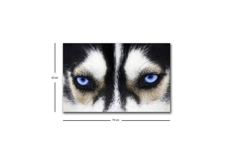 Canvas-taulu LED-valaistuksella - Lähikuva koirasta, jolla on voimakkaan siniset silmät - Musta / Valkoinen / Sininen - Sisustustuotteet - Taulu & taide - Canvas-taulu