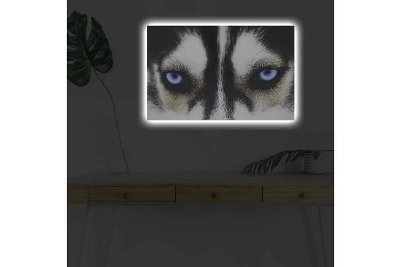 Canvas-taulu LED-valaistuksella - Lähikuva koirasta, jolla on voimakkaan siniset silmät - Musta / Valkoinen / Sininen - Sisustustuotteet - Taulu & taide - Canvas-taulu