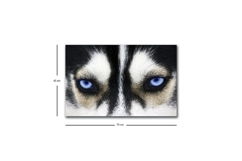 Canvas-taulu LED-valaistuksella - Lähikuva koirasta, jolla on voimakkaan siniset silmät - Musta / Valkoinen / Sininen - Sisustustuotteet - Taulu & taide - Canvas-taulu