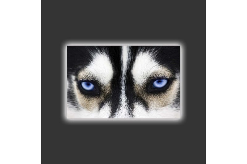 Canvas-taulu LED-valaistuksella - Lähikuva koirasta, jolla on voimakkaan siniset silmät - Musta / Valkoinen / Sininen - Sisustustuotteet - Taulu & taide - Canvas-taulu