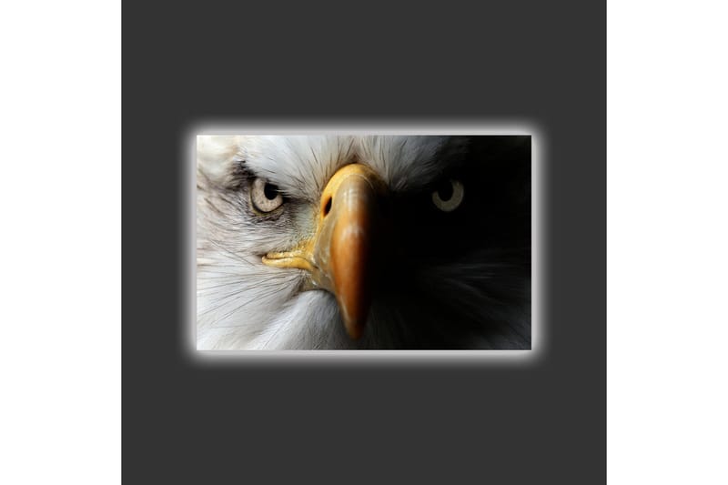 Canvas-taulu LED-valaistuksella - Lähikuva majesteettisesta kotkasta intensiivisine silmineen - Valkoinen / Musta / Oranssi - Sisustustuotteet - Taulu & taide - Canvas-taulu