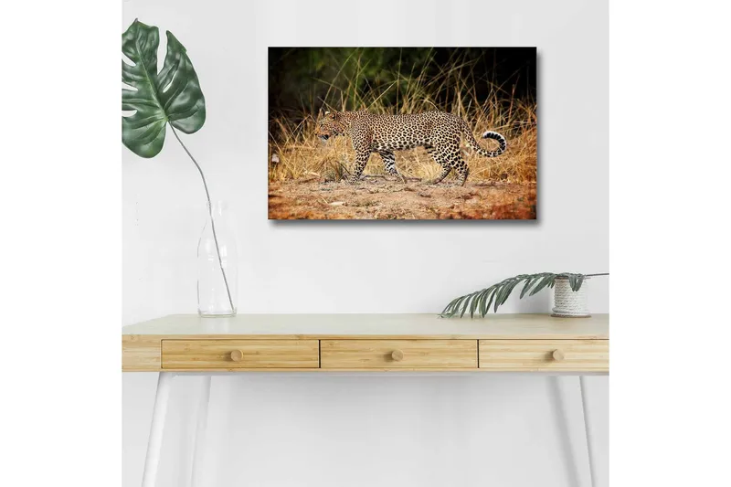 Canvas-taulu LED-valaistuksella - Leopardi hiipii kuivan ruohikon läpi, Kullanruskea / Musta / Valkoinen