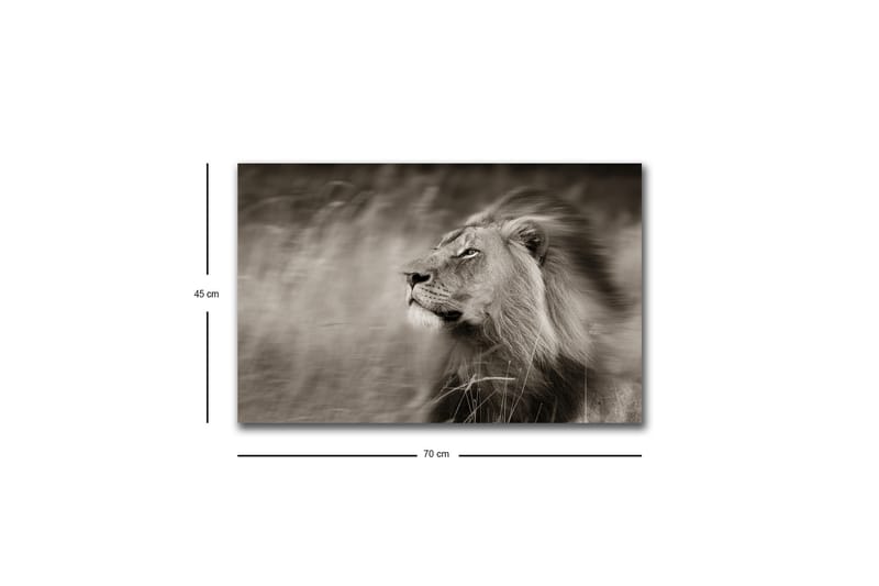 Canvas-taulu LED-valaistuksella - Majesteettinen mustavalkoinen leijonaprofiili - Musta / Harmaa - Sisustustuotteet - Taulu & taide - Canvas-taulu