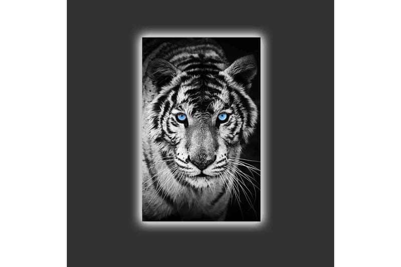 Canvas-taulu LED-valaistuksella - Muotokuva valkoisesta tiikeristä sinisilmäisillä - Musta / Valkoinen / Sininen - Sisustustuotteet - Taulu & taide - Canvas-taulu