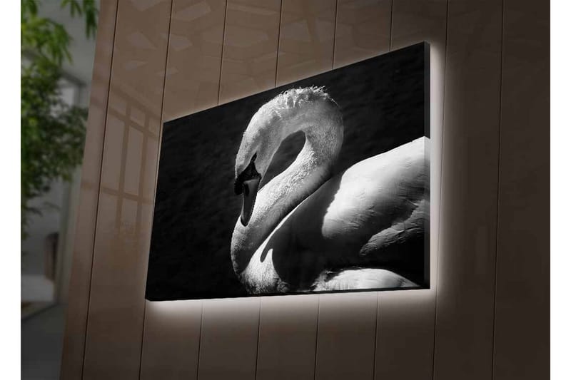 Canvas-taulu LED-valaistuksella - mustavalkoinen joutsen elegantissa asennossa - Musta / Valkoinen - Sisustustuotteet - Taulu & taide - Canvas-taulu