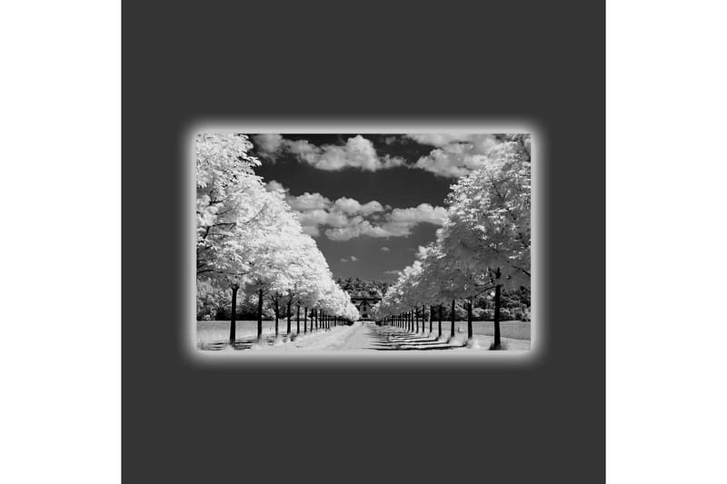 Canvas-taulu LED-valaistuksella - mustavalkoinen maisemakuva, jossa puukuja ja talo taustalla - Musta / Valkoinen / Harmaa - Sisustustuotteet - Taulu & taide - Canvas-taulu