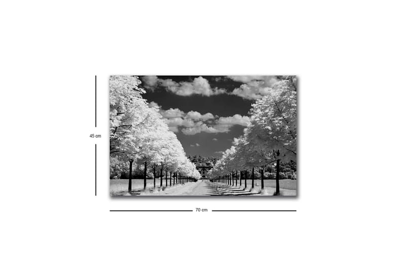 Canvas-taulu LED-valaistuksella - mustavalkoinen maisemakuva, jossa puukuja ja talo taustalla - Musta / Valkoinen / Harmaa - Sisustustuotteet - Taulu & taide - Canvas-taulu