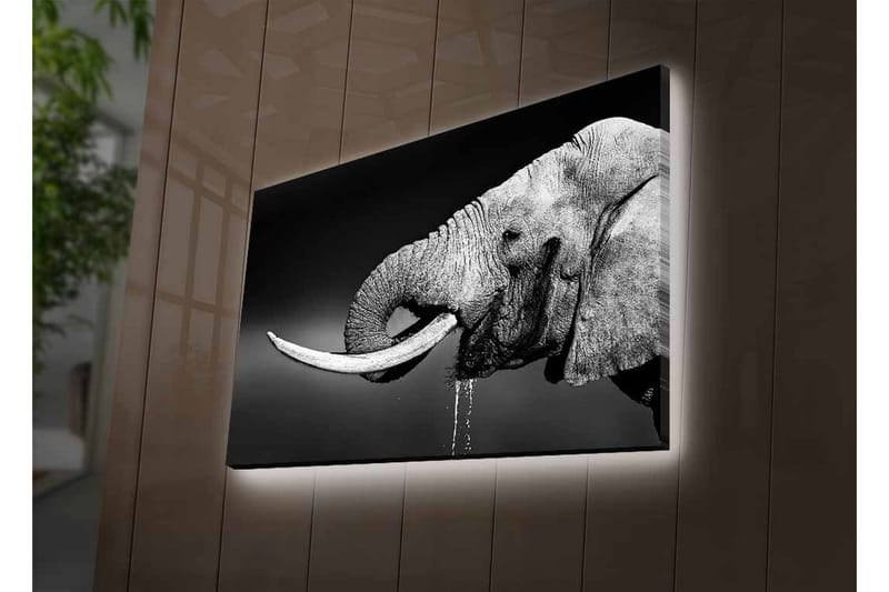 Canvas-taulu LED-valaistuksella - mustavalkoinen norsu roikkuvilla syöksyhampailla - Musta / Harmaa - Sisustustuotteet - Taulu & taide - Canvas-taulu