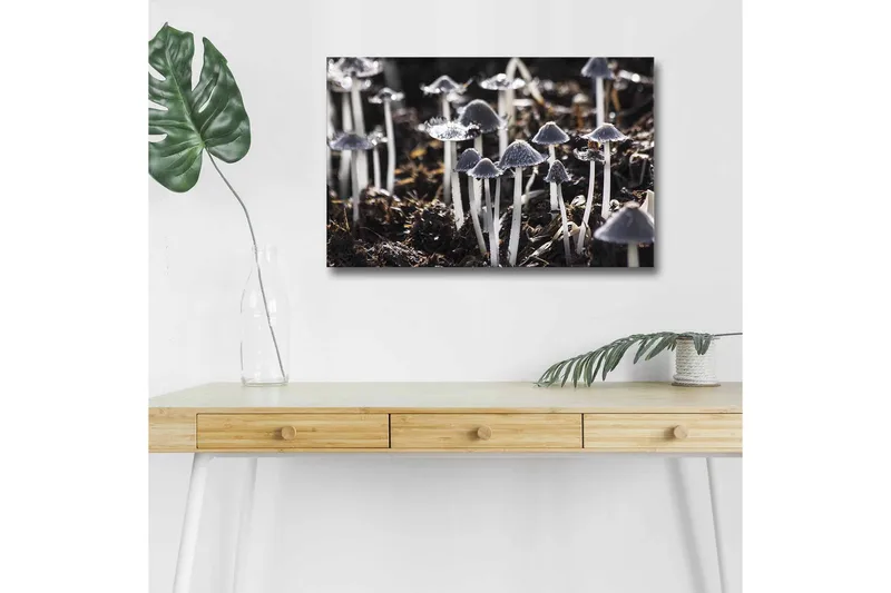 Canvas-taulu LED-valaistuksella - Mustavalkoiset sienet luonnollisessa ympäristössä, Musta / Valkoinen / Harmaa
