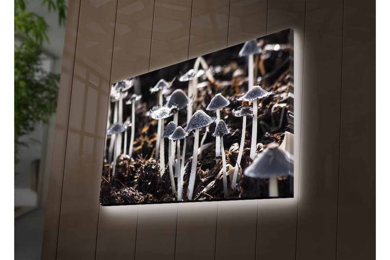 Canvas-taulu LED-valaistuksella - Mustavalkoiset sienet luonnollisessa ympäristössä - Musta / Valkoinen / Harmaa - Sisustustuotteet - Taulu & taide - Canvas-taulu