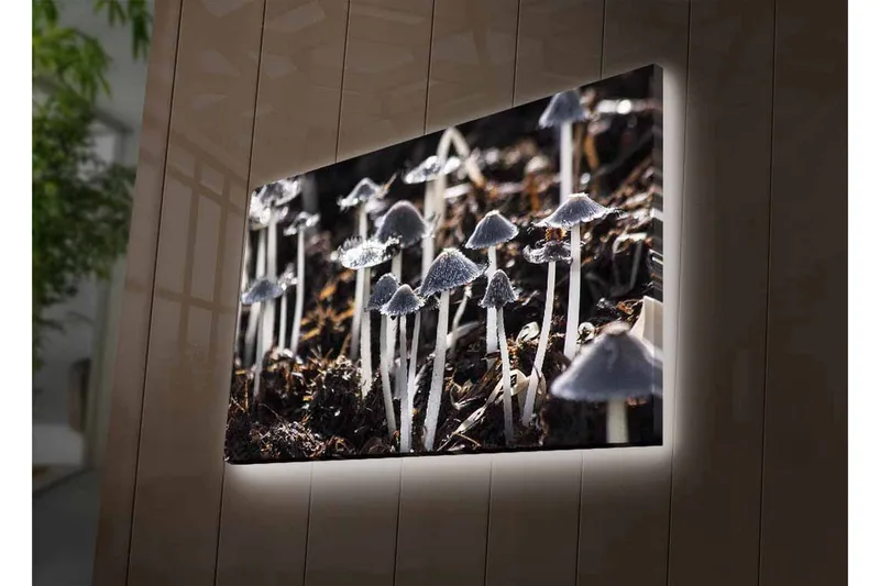 Canvas-taulu LED-valaistuksella - Mustavalkoiset sienet luonnollisessa ympäristössä - Musta / Valkoinen / Harmaa - Sisustustuotteet - Taulu & taide - Canvas-taulu