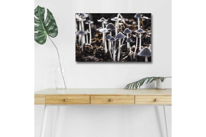 Canvas-taulu LED-valaistuksella - Mustavalkoiset sienet luonnollisessa ympäristössä, Musta / Valkoinen / Harmaa