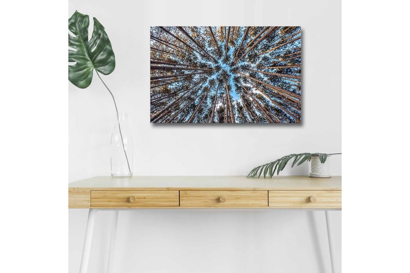 Canvas-taulu LED-valaistuksella - Näkymä ylöspäin puiden latvojen läpi metsässä - Sininen / Ruskea / Vihreä - Sisustustuotteet - Taulu & taide - Canvas-taulu