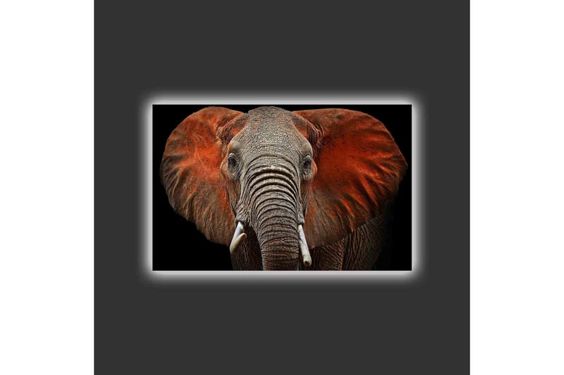 Canvas-taulu LED-valaistuksella - Norsu majesteettisine korvineen hillityissä väreissä - Harmaa / Punainen / Musta - Sisustustuotteet - Taulu & taide - Canvas-taulu