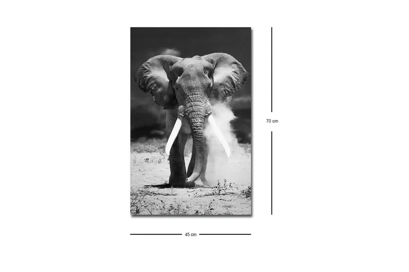 Canvas-taulu LED-valaistuksella - Upea mustavalkoinen norsu - Musta / Valkoinen - Sisustustuotteet - Taulu & taide - Canvas-taulu