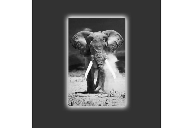 Canvas-taulu LED-valaistuksella - Upea mustavalkoinen norsu - Musta / Valkoinen - Sisustustuotteet - Taulu & taide - Canvas-taulu