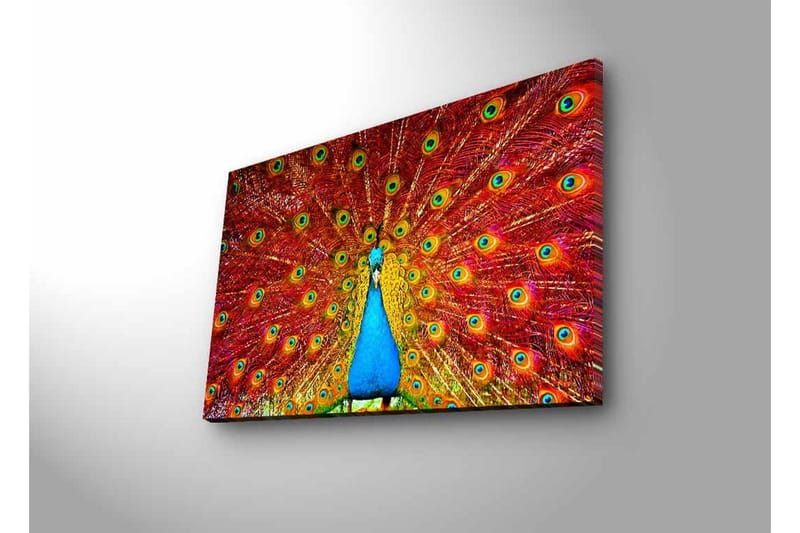 Canvas-taulu LED-valaistuksella - Upea riikinkukko hajallaan olevilla höyhenillä kirkkaissa väreissä - Punainen / Sininen / Vihreä - Sisustustuotteet - Taulu & taide - Canvas-taulu