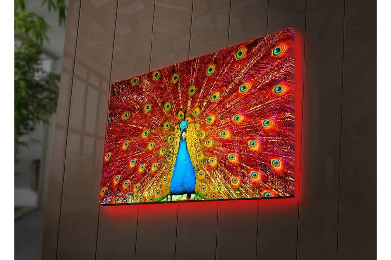 Canvas-taulu LED-valaistuksella - Upea riikinkukko hajallaan olevilla höyhenillä kirkkaissa väreissä - Punainen / Sininen / Vihreä - Sisustustuotteet - Taulu & taide - Canvas-taulu