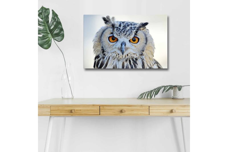 Canvas-taulu LED-valaistuksella - Pöllö intensiivisillä silmillä ja yksityiskohtaisella höyhenpeitteellä - Harmaa / Oranssi / Valkoinen - Sisustustuotteet - Taulu & taide - Canvas-taulu