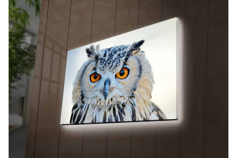 Canvas-taulu LED-valaistuksella - Pöllö intensiivisillä silmillä ja yksityiskohtaisella höyhenpeitteellä - Harmaa / Oranssi / Valkoinen - Sisustustuotteet - Taulu & taide - Canvas-taulu