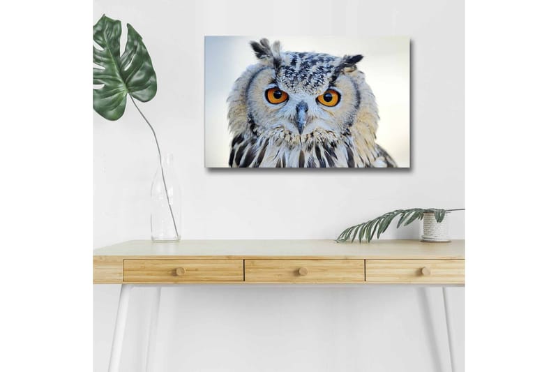Canvas-taulu LED-valaistuksella - Pöllö intensiivisillä silmillä ja yksityiskohtaisella höyhenpeitteellä, Harmaa / Oranssi / Valkoinen