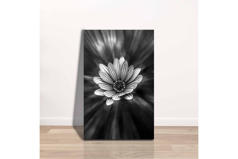 Canvas-taulu - mustavalkoinen kukka, jonka valonsäteet luovat dramaattisen vaikutelman - Musta / Valkoinen / Harmaa - Sisustustuotteet - Taulu & taide - Canvas-taulu