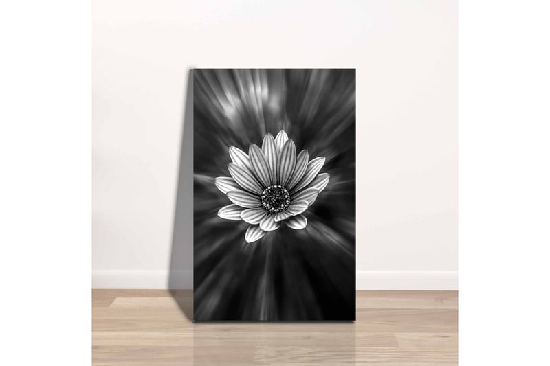 Canvas-taulu - mustavalkoinen kukka, jonka valonsäteet luovat dramaattisen vaikutelman - Musta / Valkoinen / Harmaa - Sisustustuotteet - Taulu & taide - Canvas-taulu