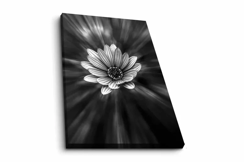 Canvas-taulu - mustavalkoinen kukka, jonka valonsäteet luovat dramaattisen vaikutelman, Musta / Valkoinen / Harmaa