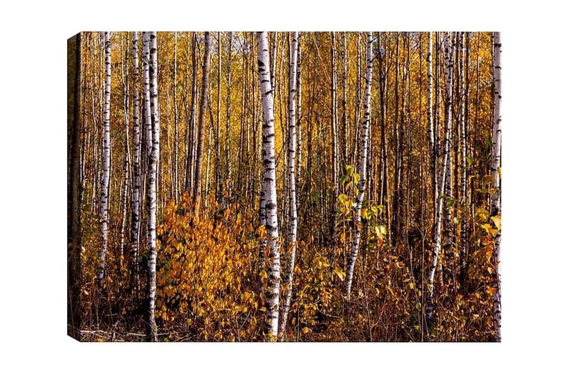 Canvas-taulu - Syysmetsä koivujen ja kultaisten lehtien kanssa, Kulta / Valkoinen / Ruskea