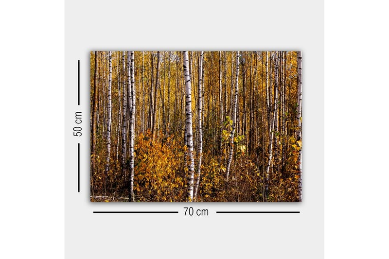 Canvas-taulu - Syysmetsä koivujen ja kultaisten lehtien kanssa - Kulta / Valkoinen / Ruskea - Sisustustuotteet - Taulu & taide - Canvas-taulu