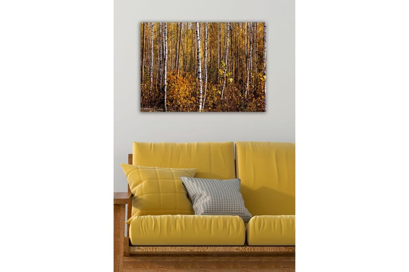 Canvas-taulu - Syysmetsä koivujen ja kultaisten lehtien kanssa - Kulta / Valkoinen / Ruskea - Sisustustuotteet - Taulu & taide - Canvas-taulu