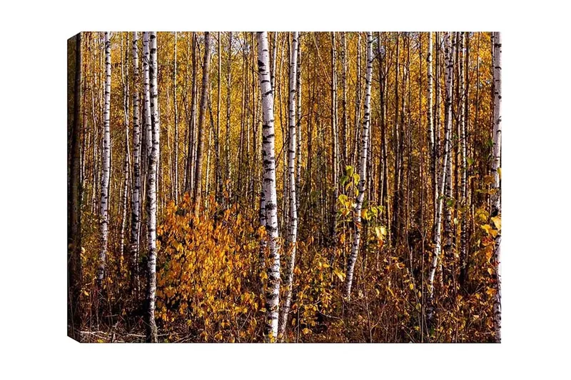 Canvas-taulu - Syysmetsä koivujen ja kultaisten lehtien kanssa, Kulta / Valkoinen / Ruskea