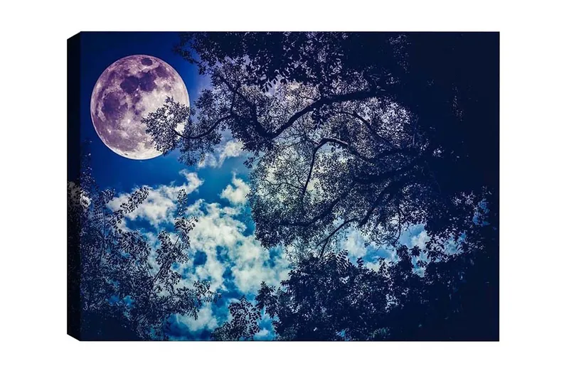 Canvas-taulu - Upea kuu loistaa yötaivaan yllä, puiden latvojen siluetti, Tummansininen / Vaaleansininen / Valkoinen