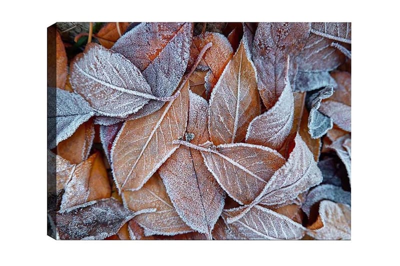 Canvas-taulu - Pakkasiset syksyn lehdet lämpimissä sävyissä, Oranssi / Harmaa / Valkoinen